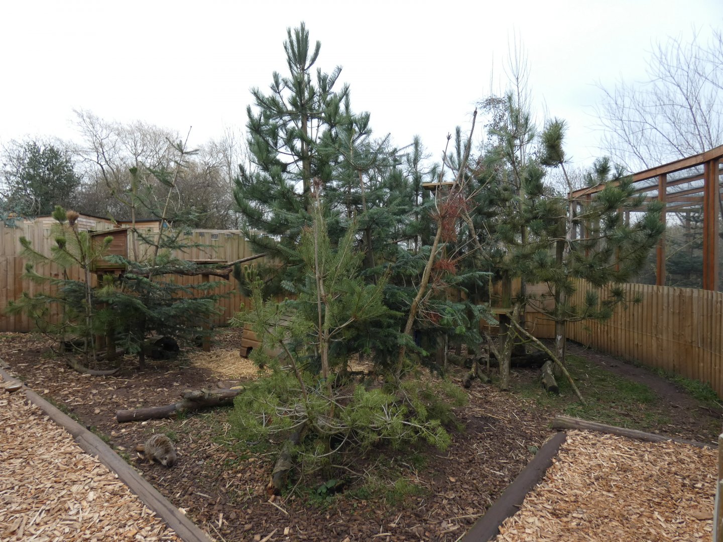 North American Tree Porcupine, Striped Skunk and Meerkat exhibit