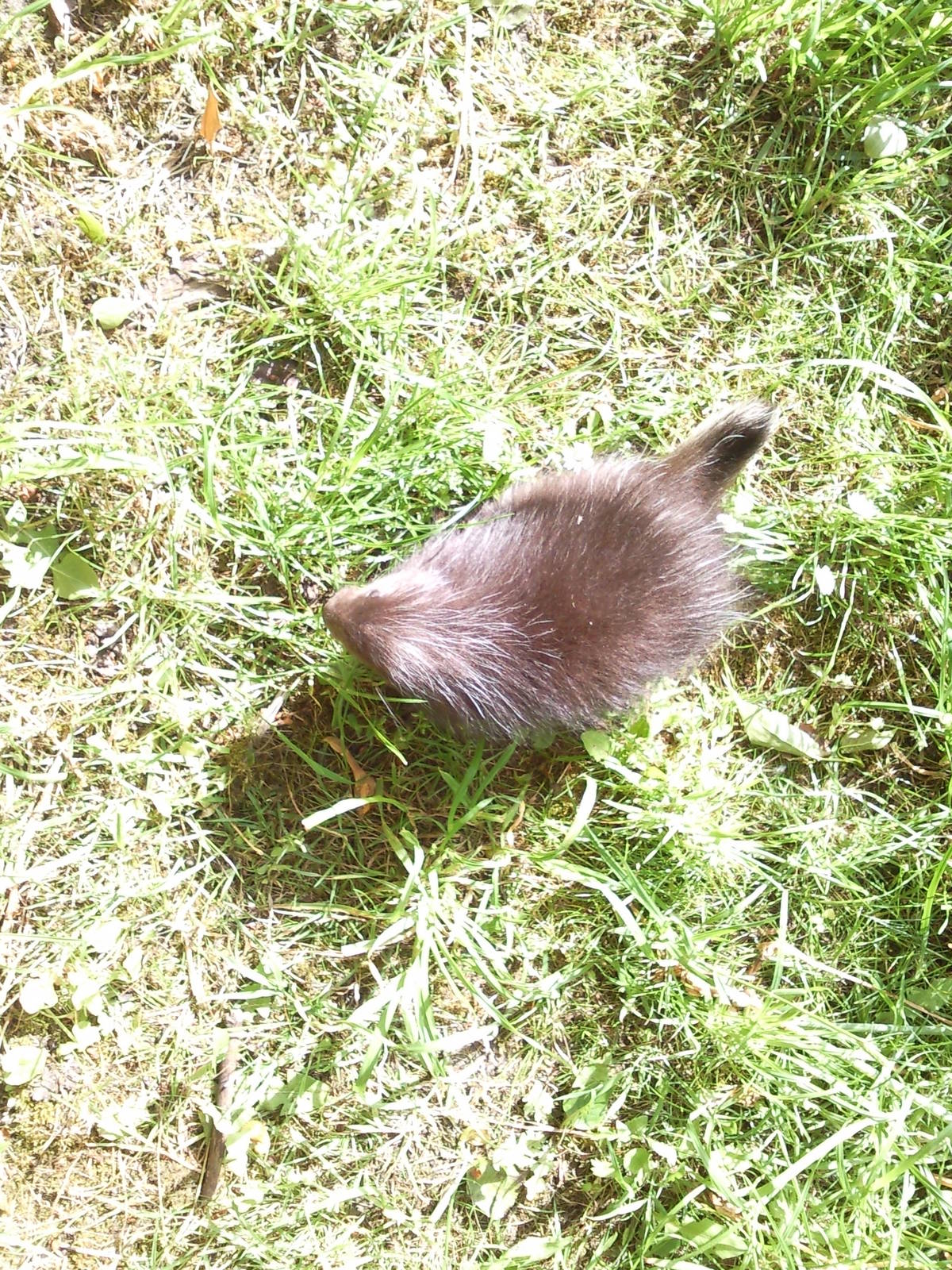 North American Tree Porcupine