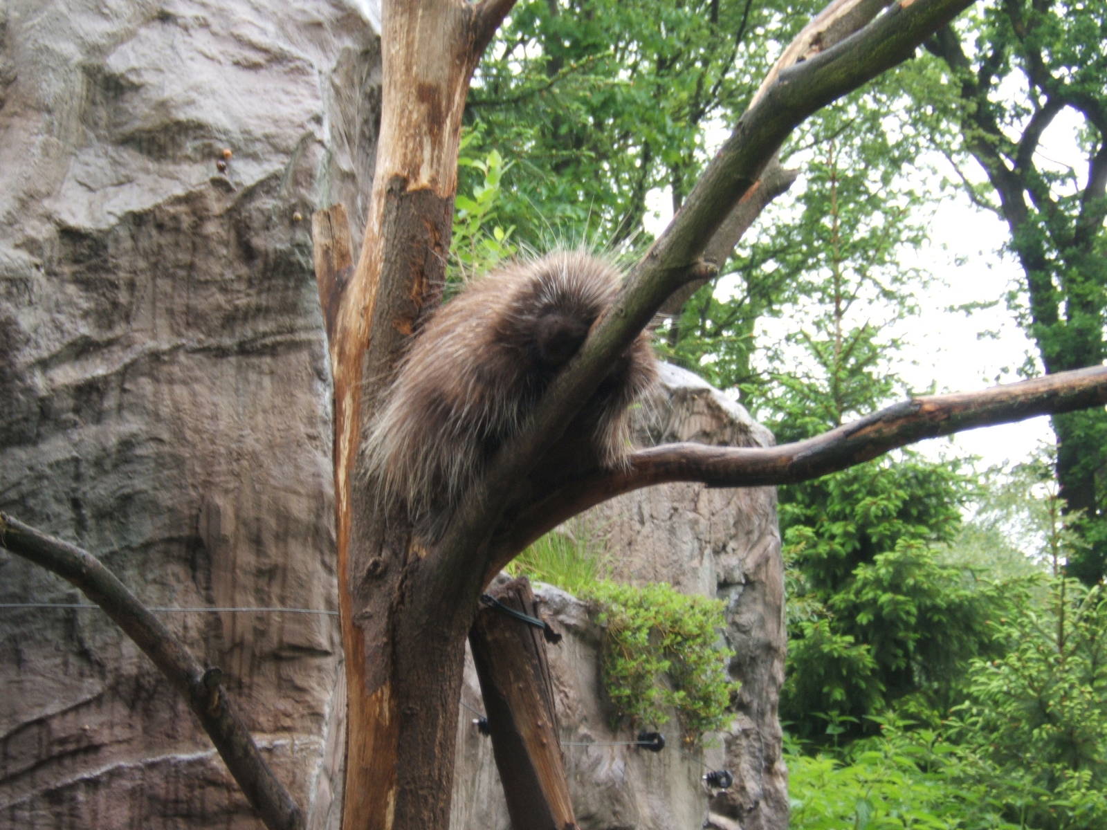 North American Tree Porcupine