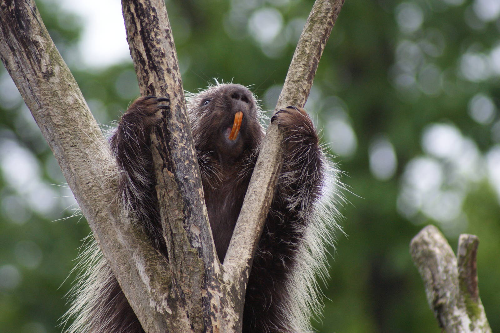 North American tree porcupine