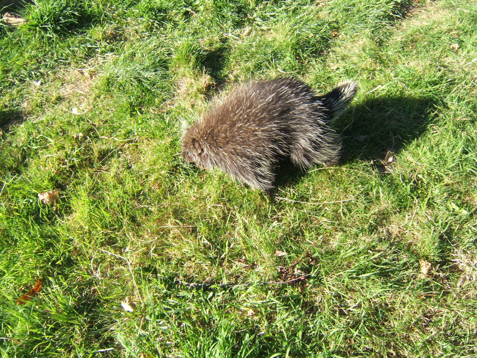North American Tree Porcupine