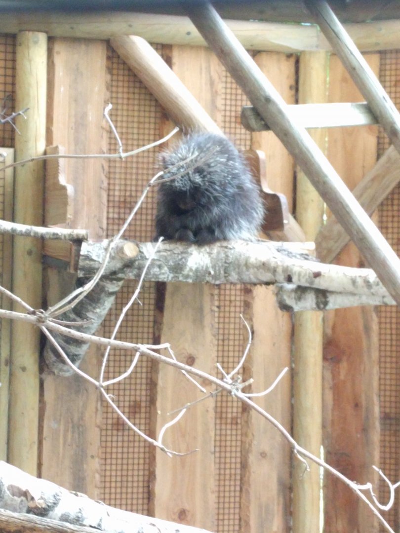 North American Tree Porcupine