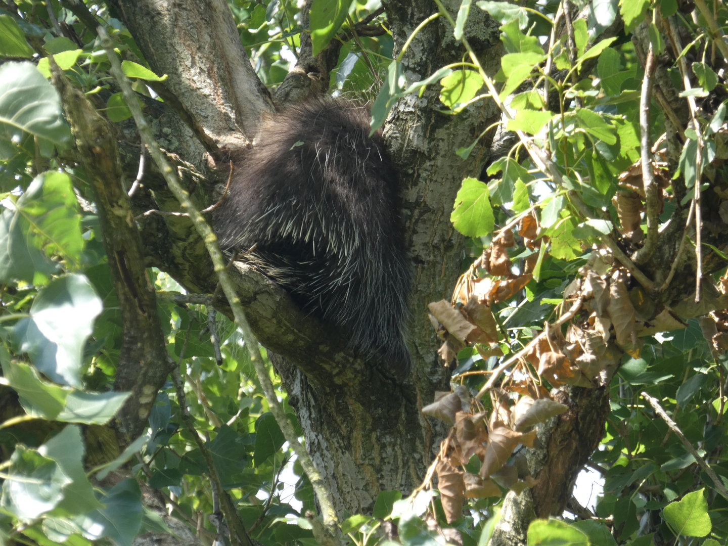 North American tree porcupine