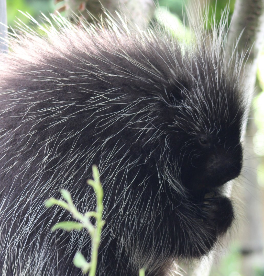 North-American tree-porcupine