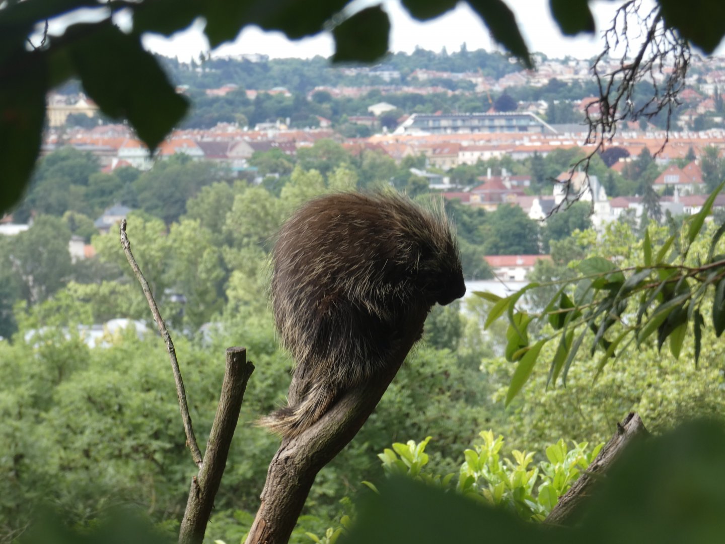 North American tree porcupine