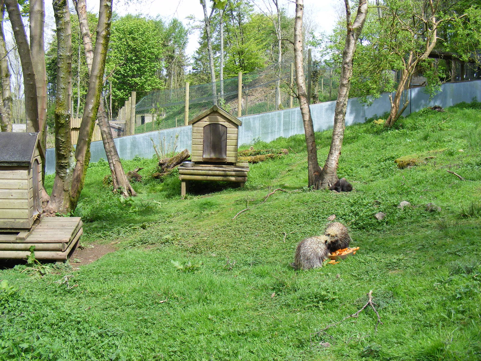 North American tree porcupines at Galloway Wildlife Conservation Park, 16 M