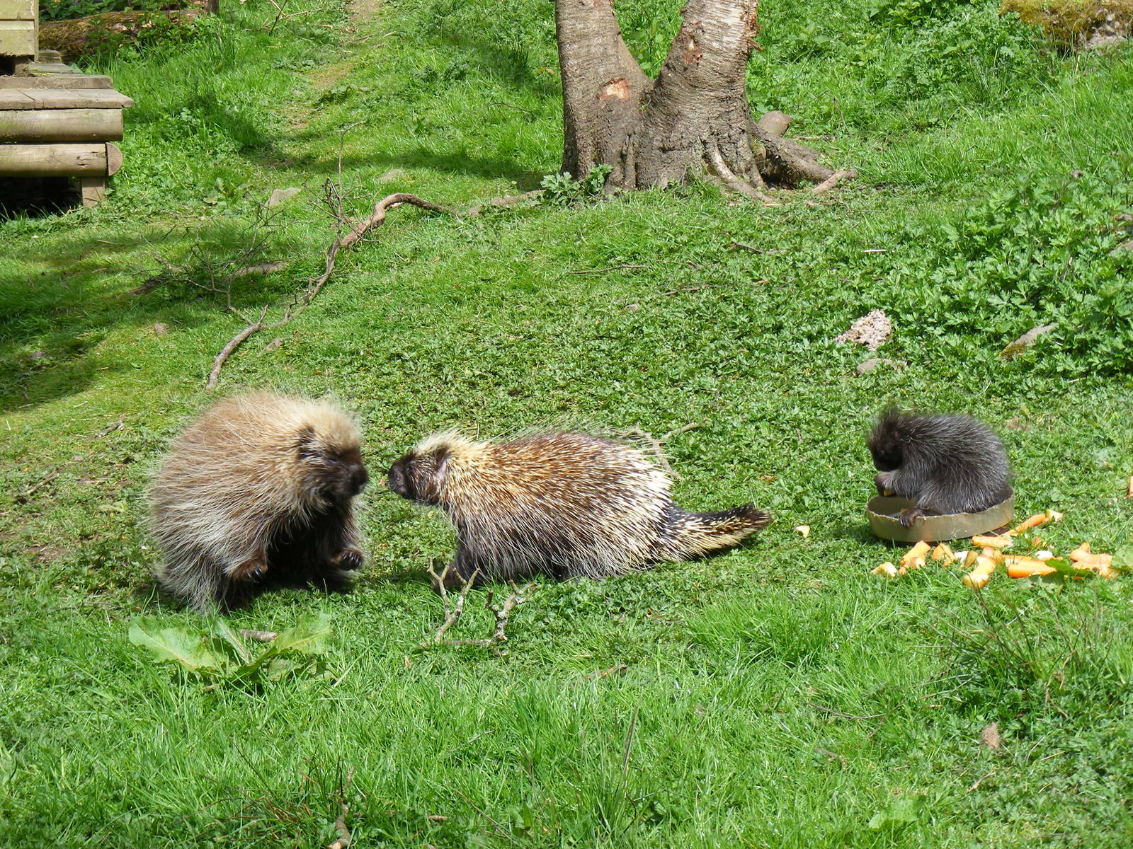 North American tree porcupines at Galloway Wildlife Conservation Park, 16 M