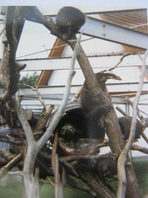 North American Tree Porcupines
