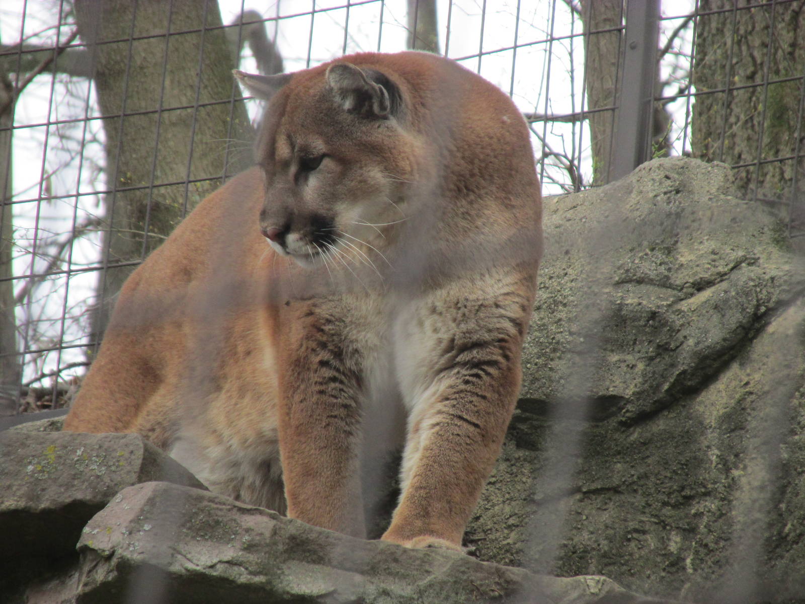 North American Trek Mountain Lion
