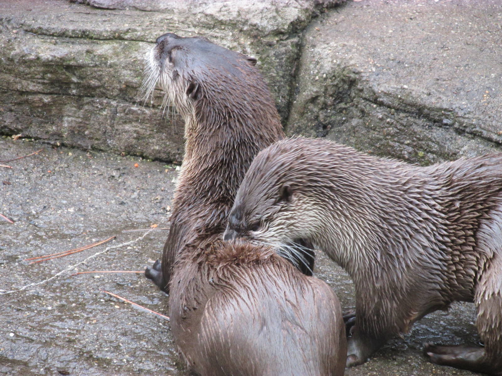 North American Trek River Otters