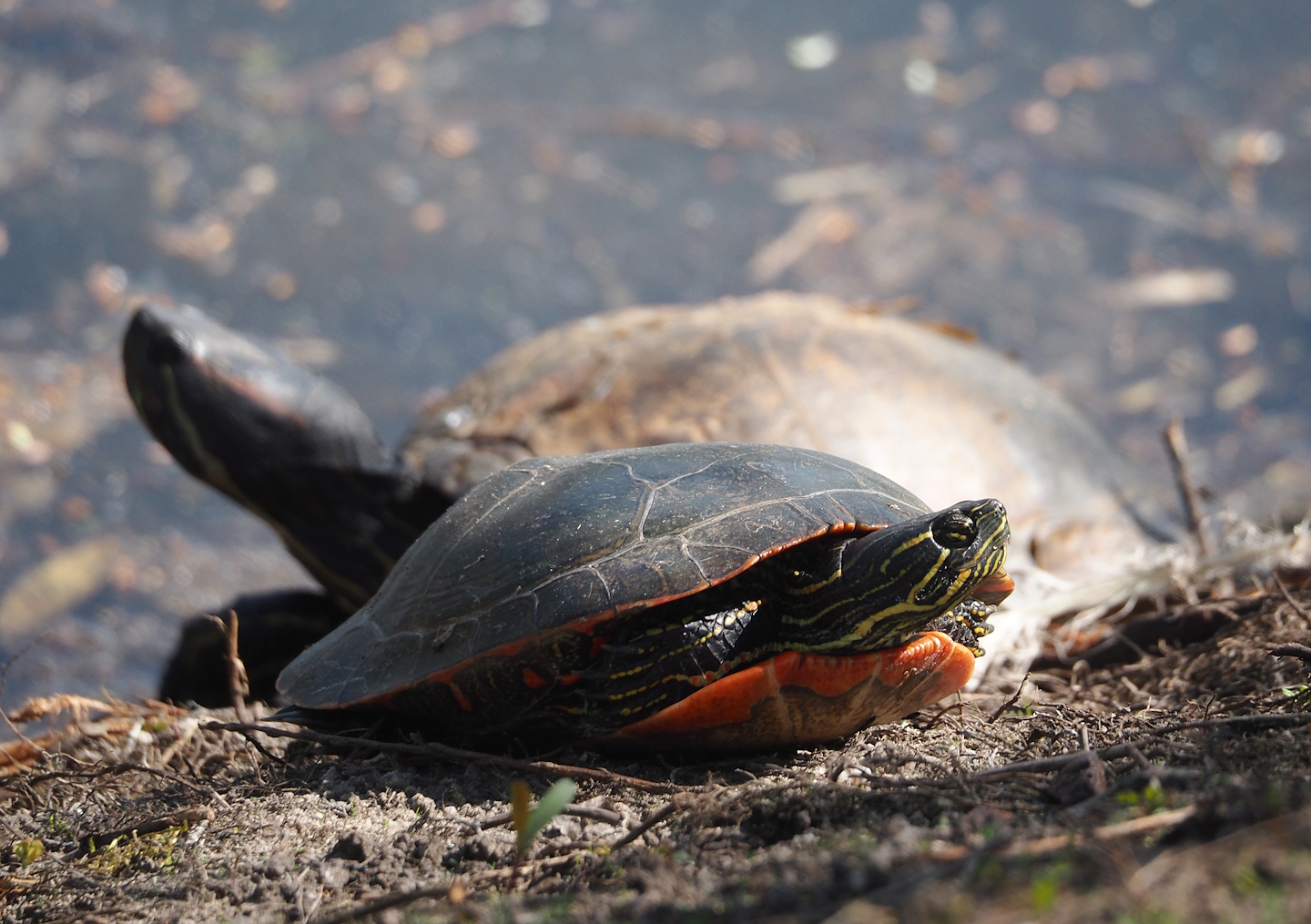 North American turtle species at Dierenpark Zie-Zoo, 2025-04-12