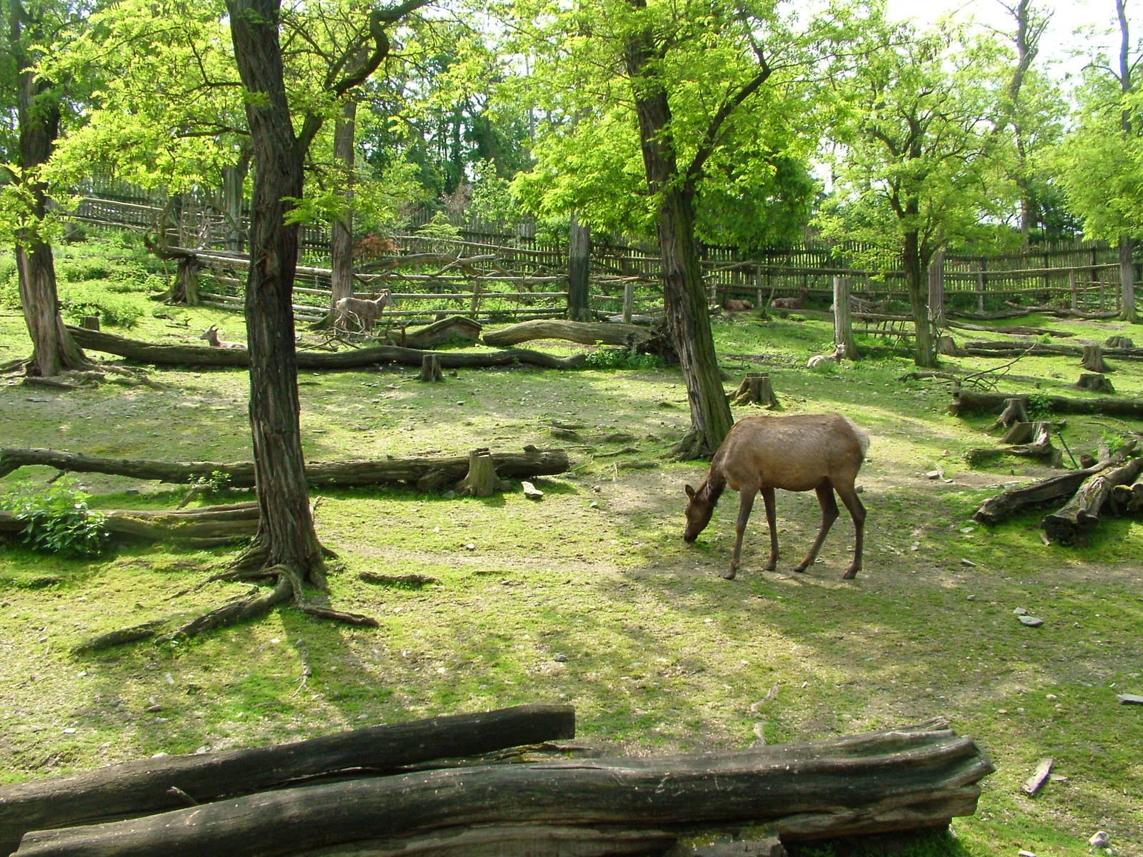 North American ungulate exhibit at Prague, 24/05/10