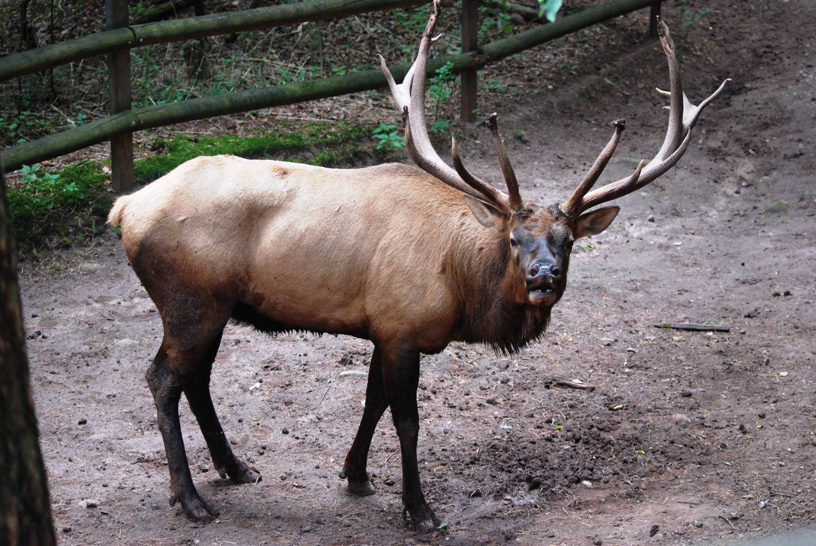 North American Wapiti at Nuremberg, 04/09/15