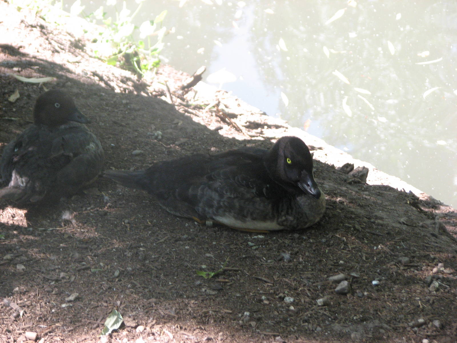 North American Waterfowl Ponds