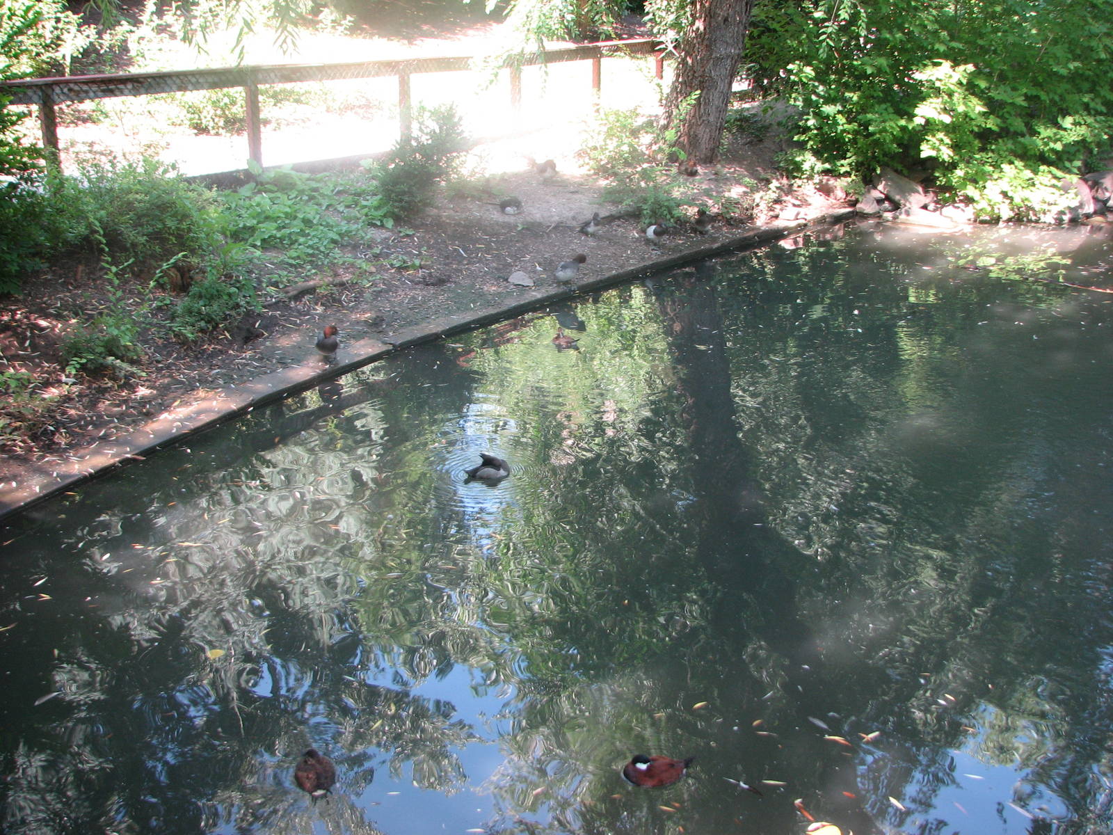 North American Waterfowl Ponds