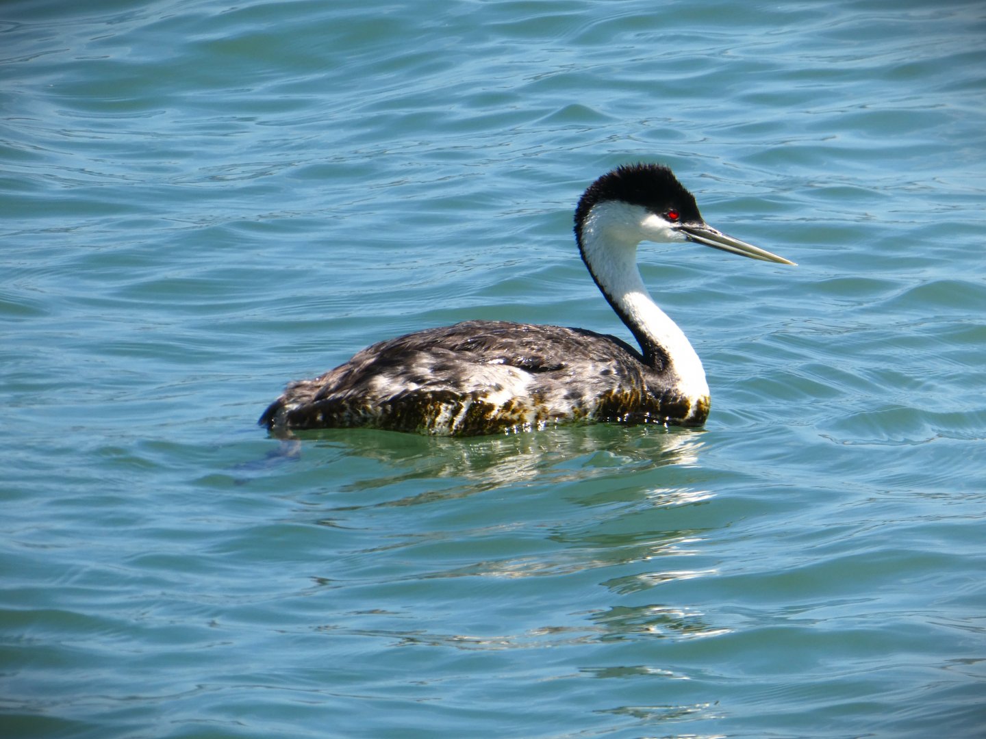 North American Western Grebe