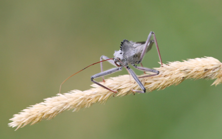 North American Wheel Bug (Arilus cristatus)