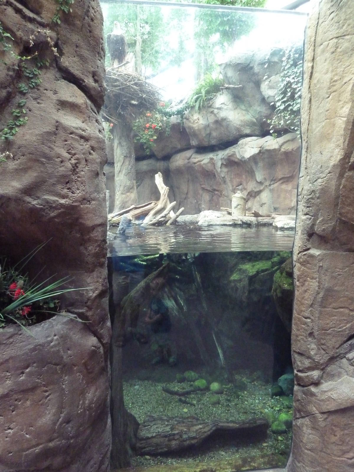 North American Wilderness - River Otter Exhibit (Side View)