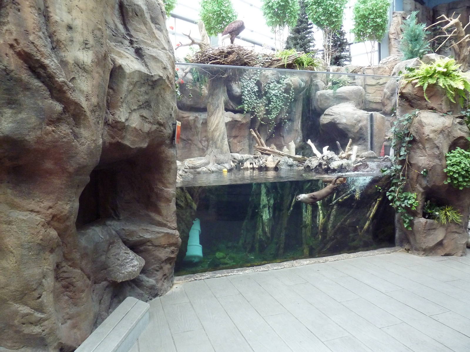 North American Wilderness - River Otter Exhibit