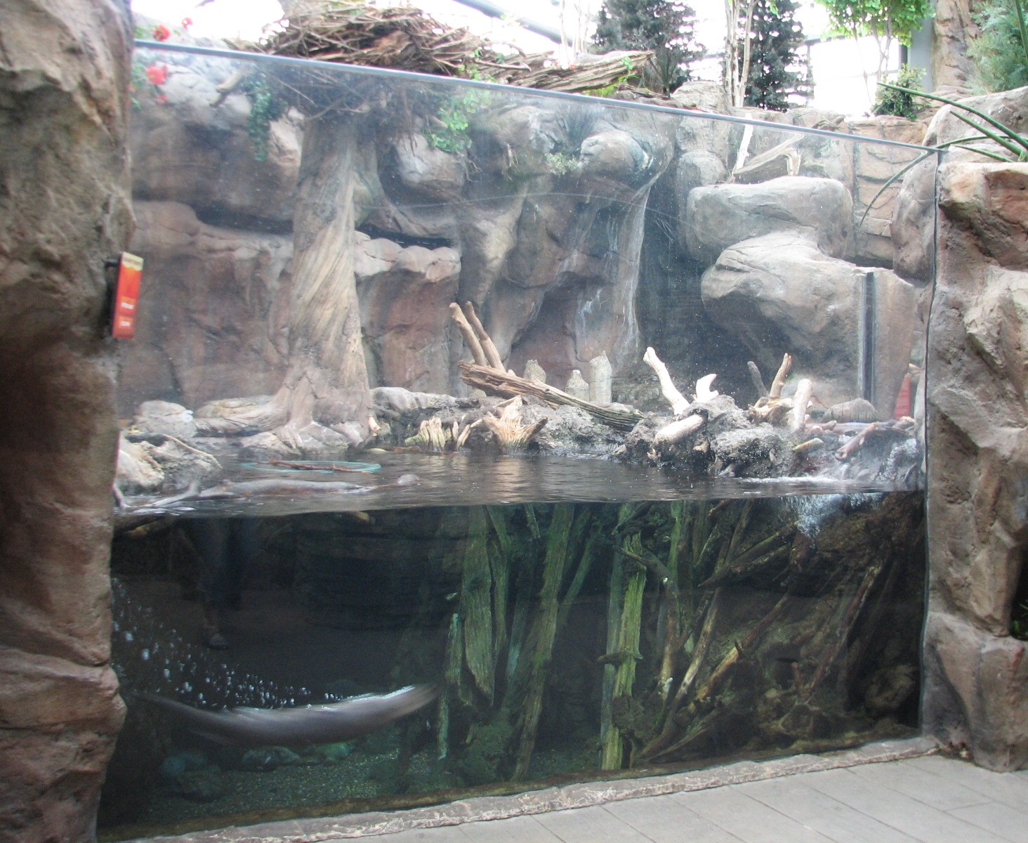 North American Wilderness - River Otter