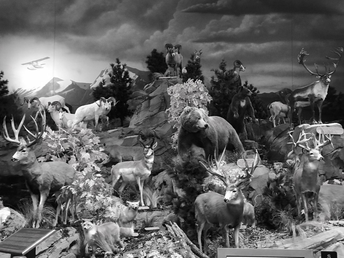 North American Wildlife.  Cabela’s Anchorage.