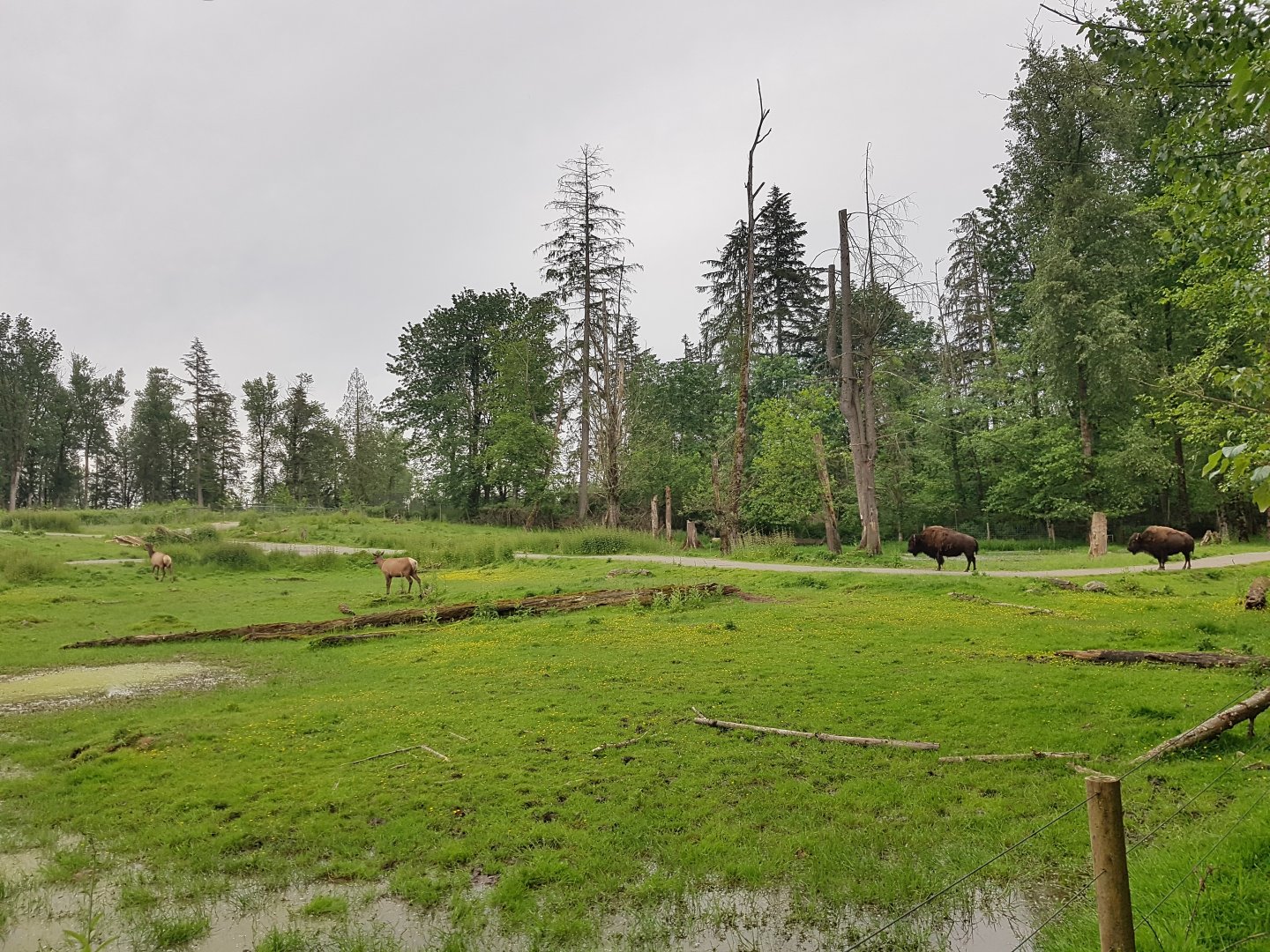 North American Wilds Enclosure