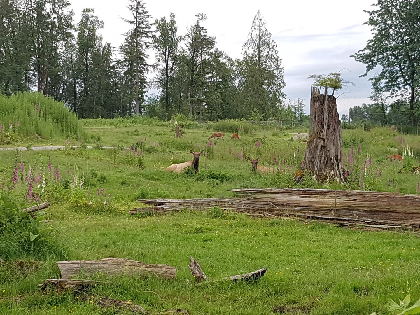 North American Wilds Enclosure