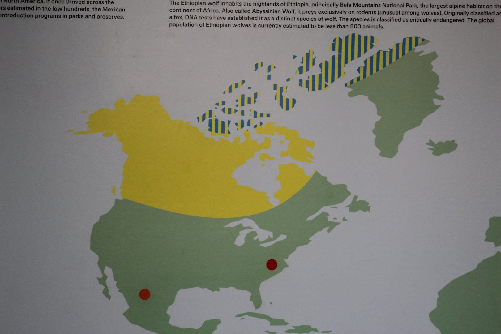 North American Wolf Distribution