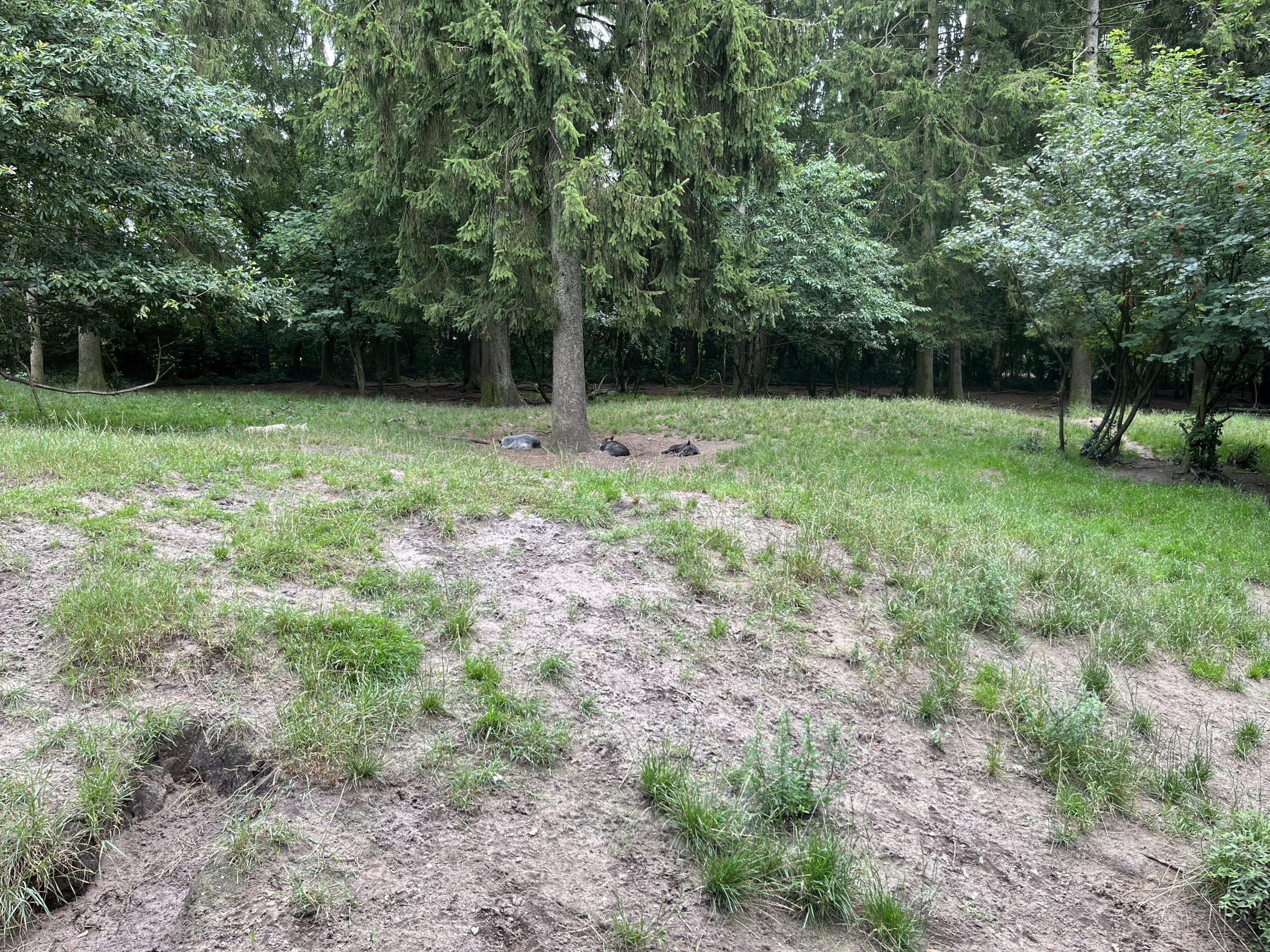 North American Wolf Exhibit