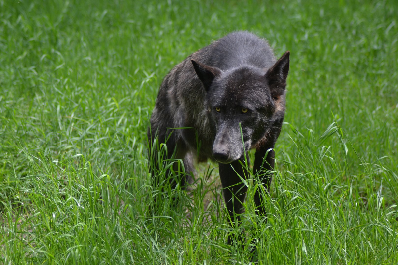 North American wolf in Givskud Zoo