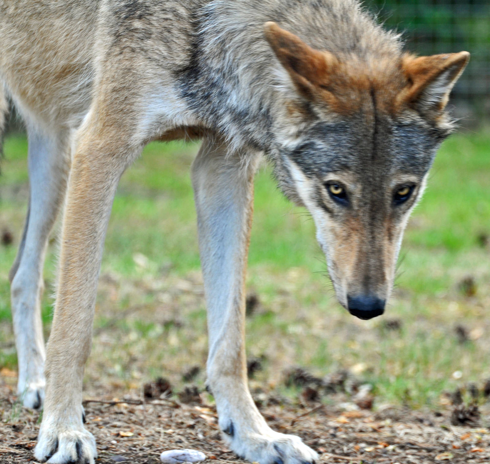 North American Wolf