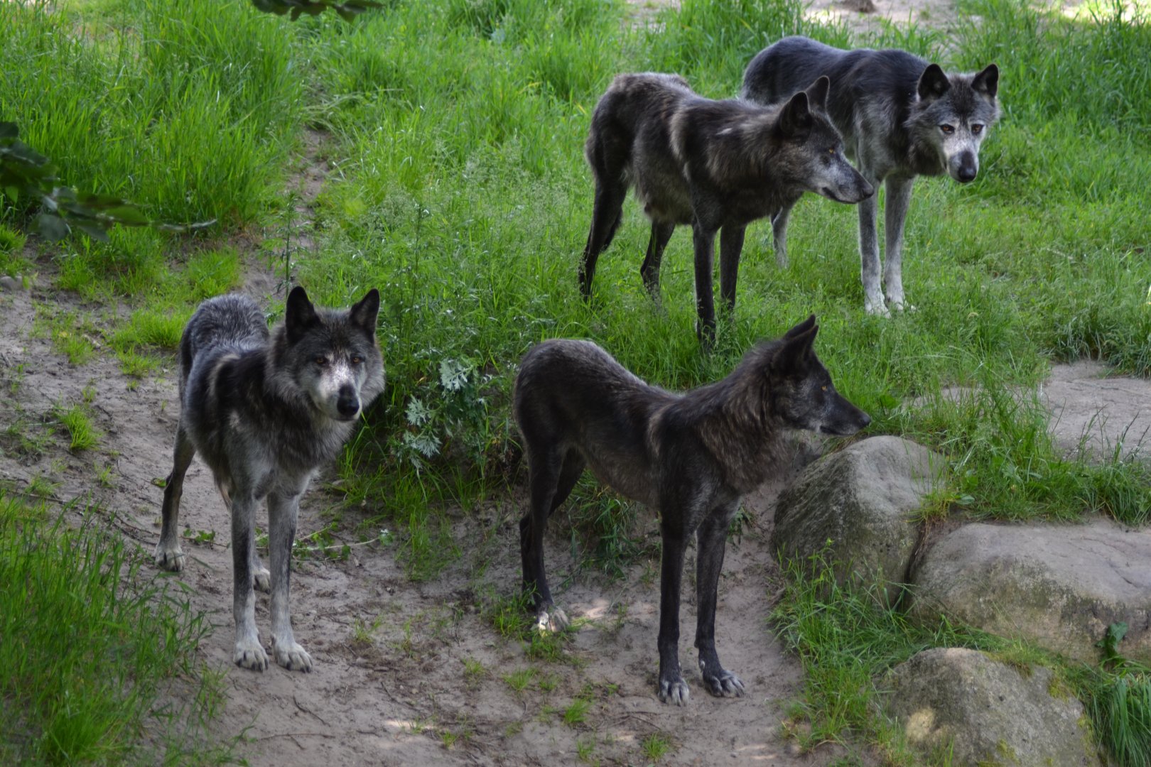 North American wolves in Givskud Zoo