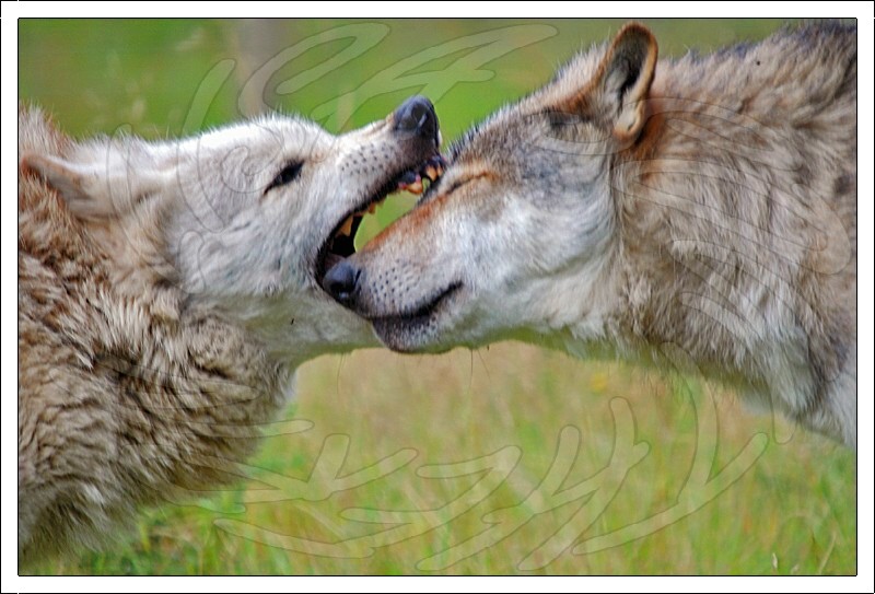 North American Wolves