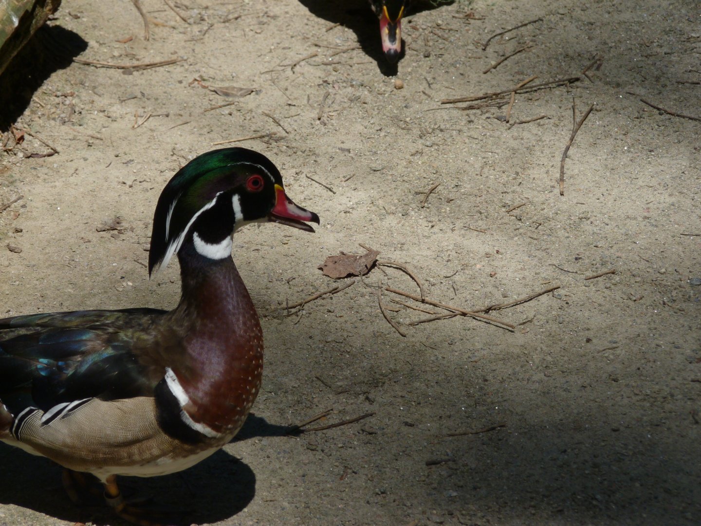 North american wood (Carolina) duck, Male