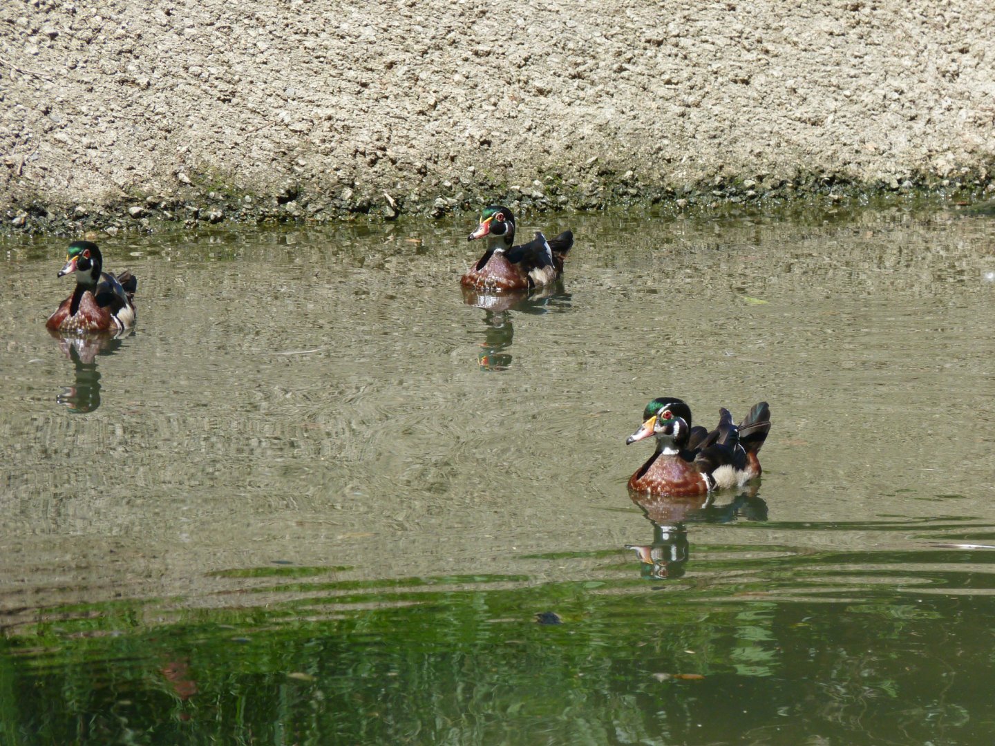 North american wood (Carolina) ducks, Males