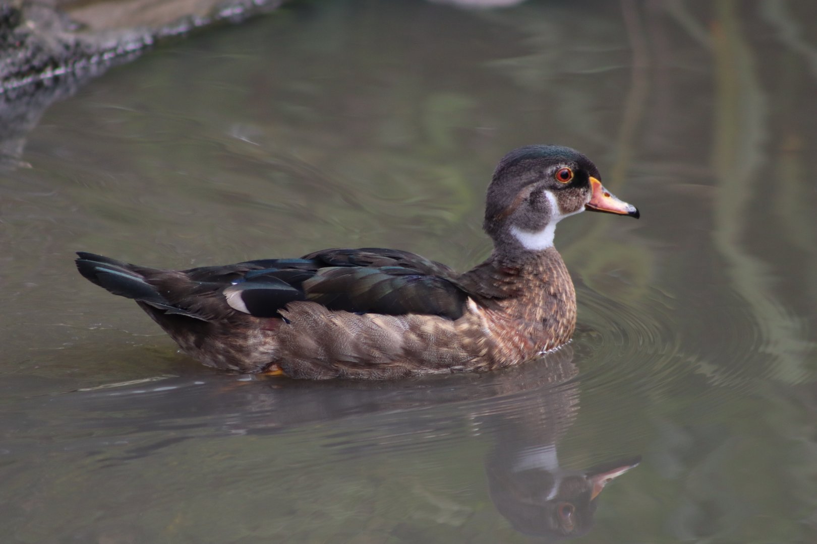 North American Wood Duck - 1 August 2020