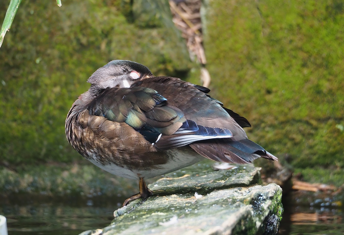 North American wood duck (Aix sponsa), 2023-07-18