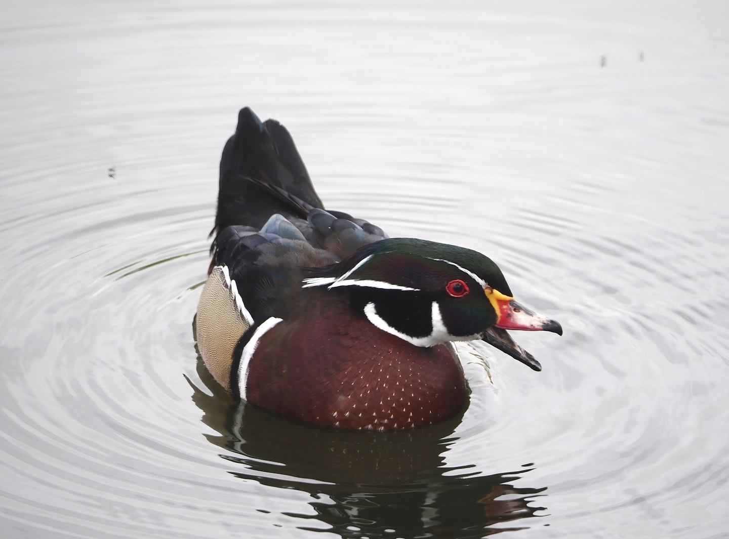 North American wood duck (Aix sponsa), 2024-04-14