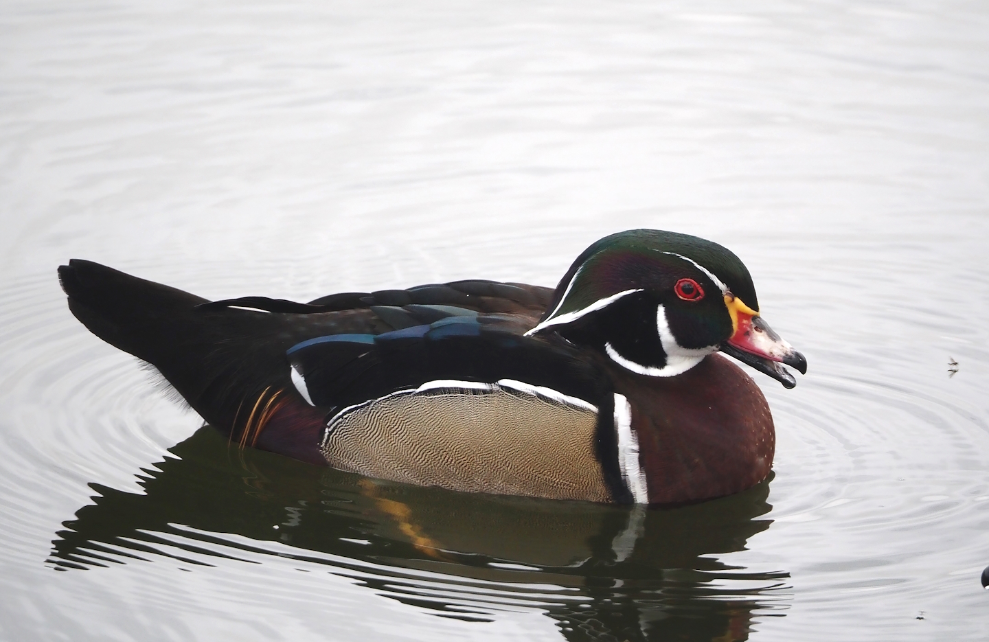 North American wood duck (Aix sponsa), 2024-04-14