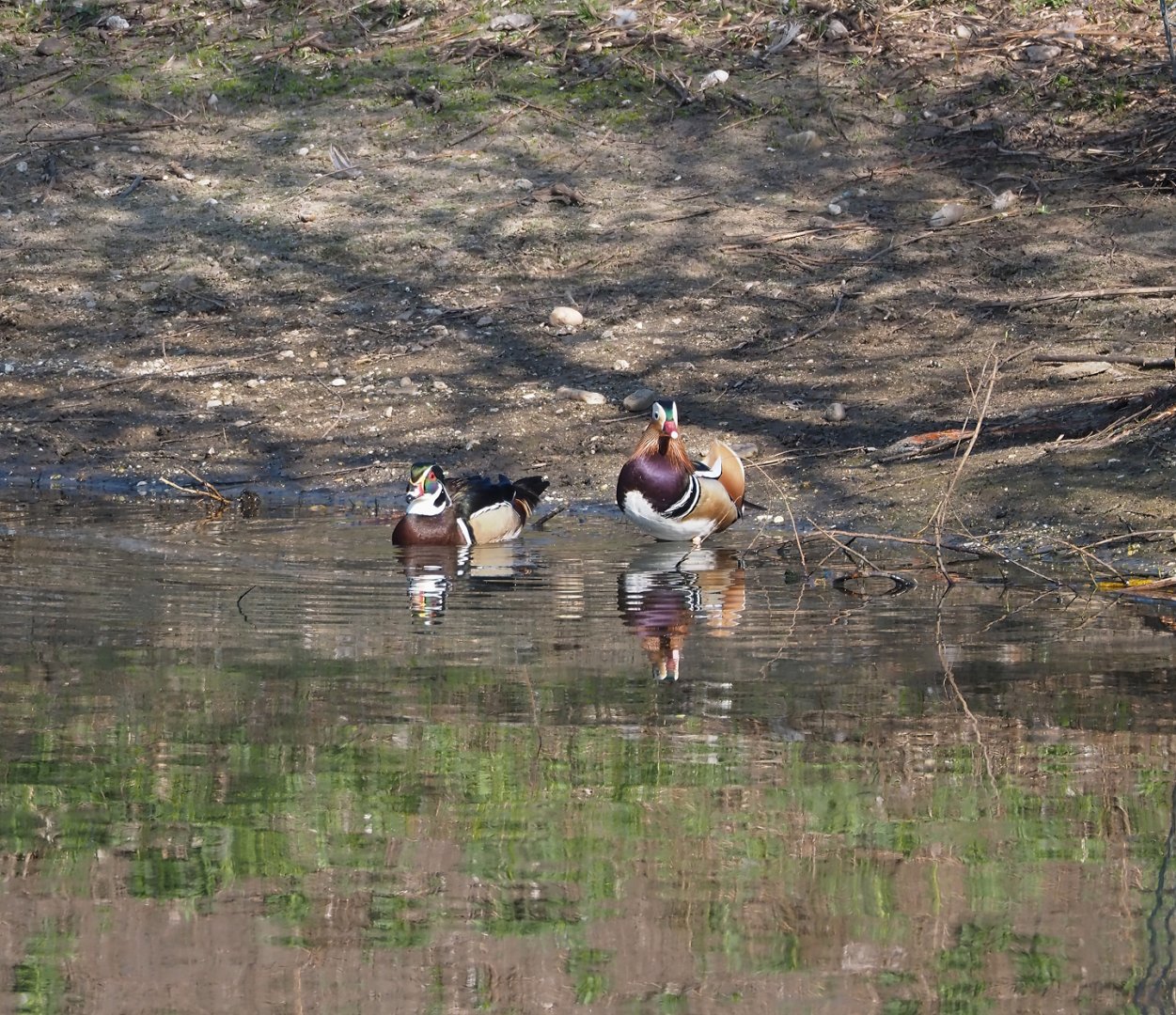 North American wood duck (Aix sponsa) and Mandarin duck (A. galericulata) drakes, 2025-04-12