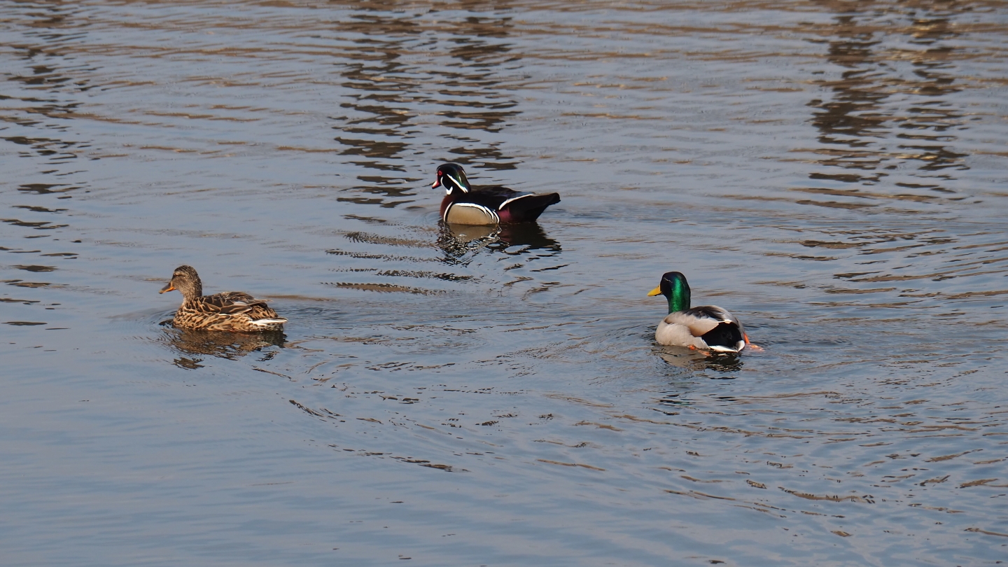 North American wood duck (Aix sponsa) and wild mallards (Anas platyrhynchos),  2019-04-06