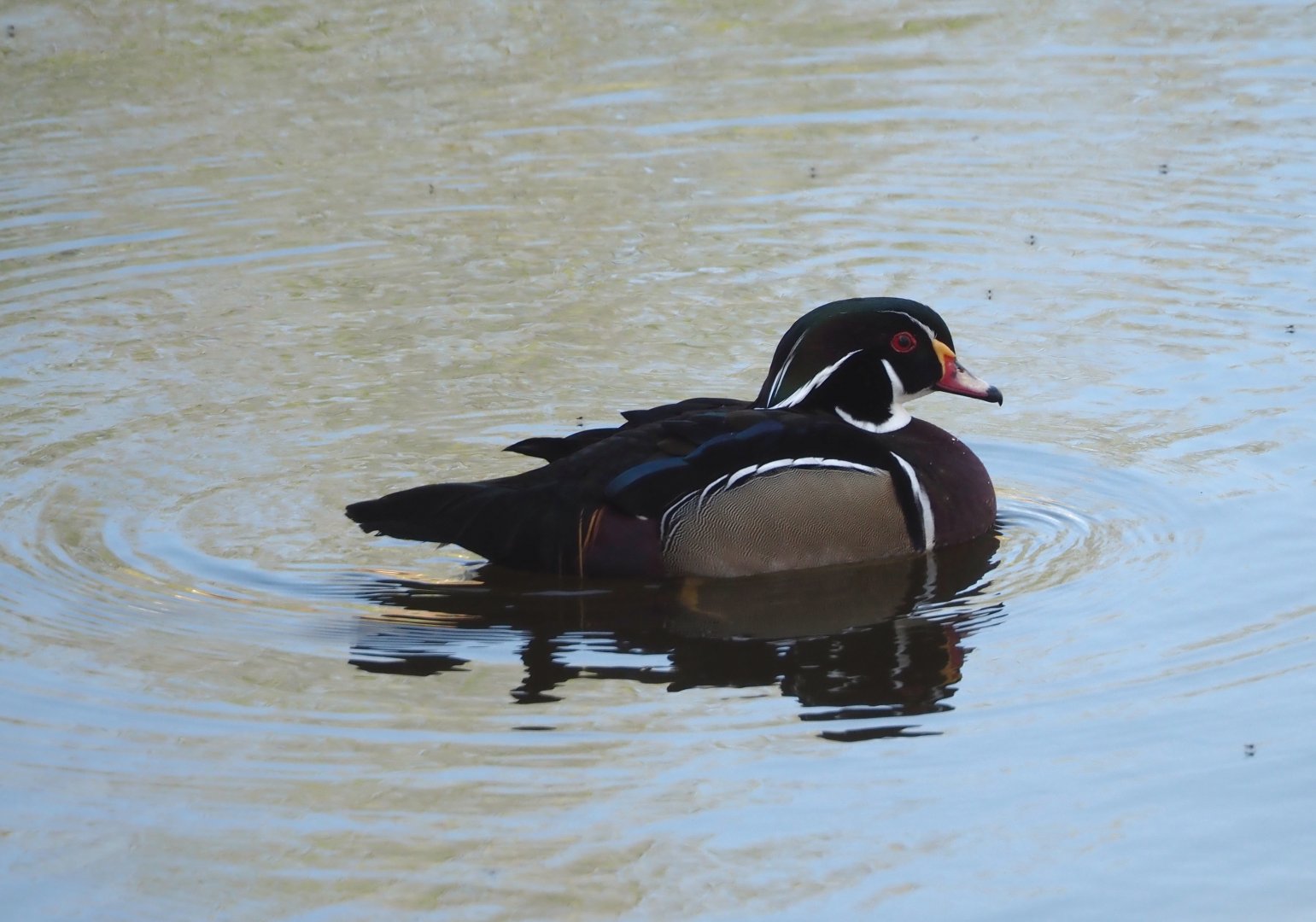 North American wood duck (Aix sponsa) drake, 2025-04-12