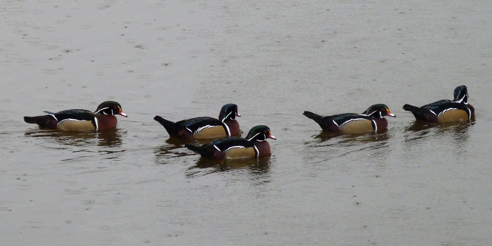 North American wood duck (Aix sponsa) drake group