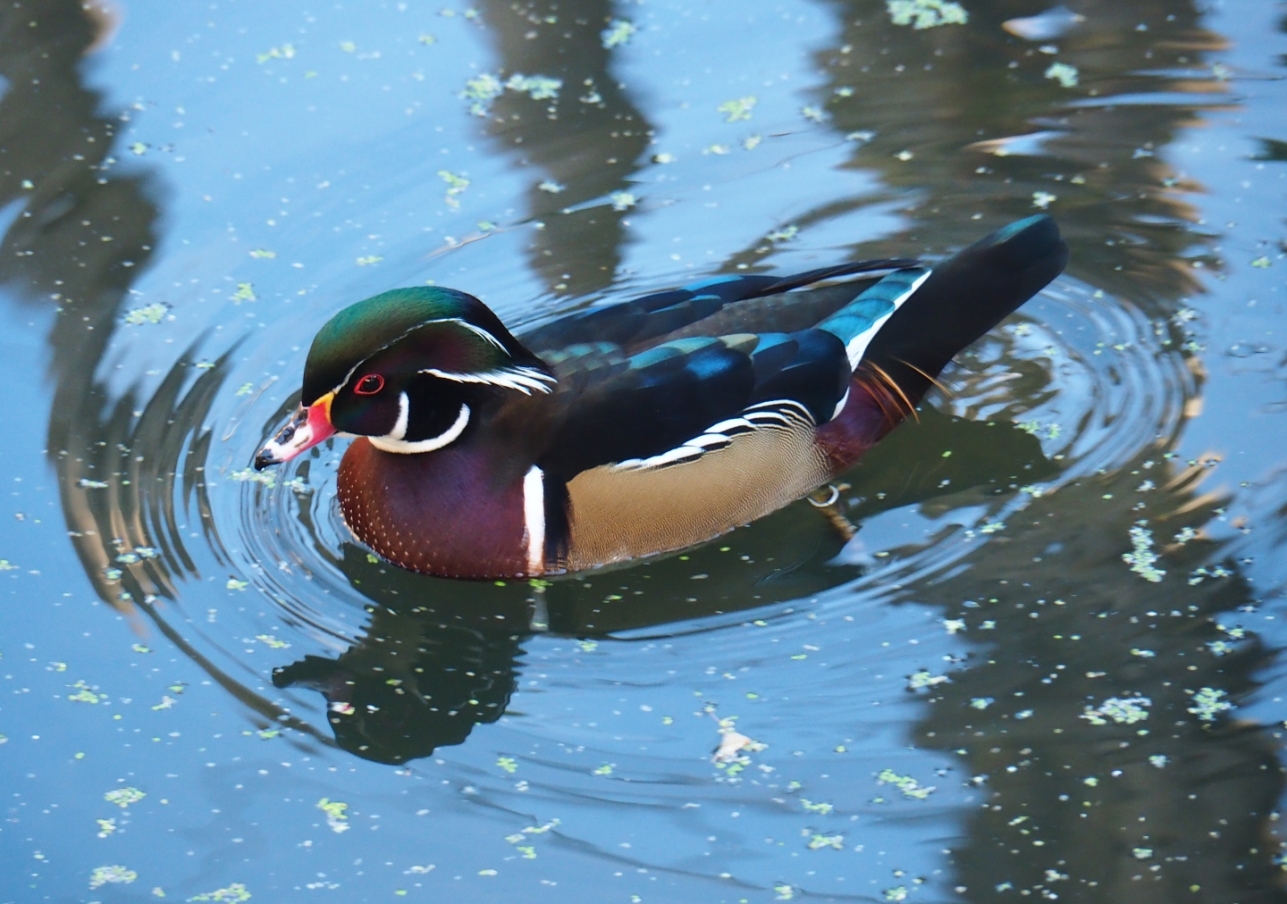 North American wood duck (Aix sponsa), Oct 13th, 2018