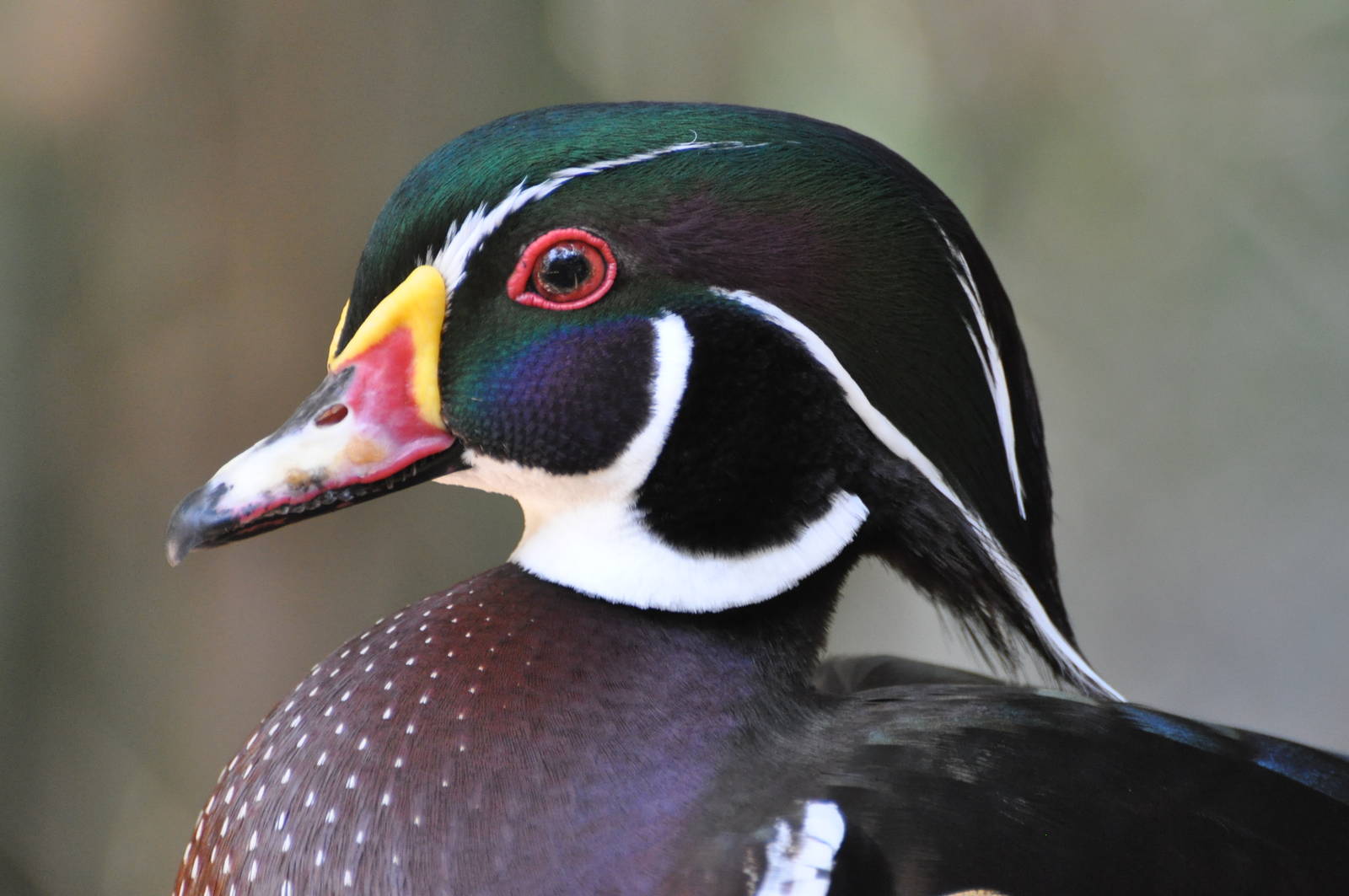 North American wood duck/ Aix sponsa