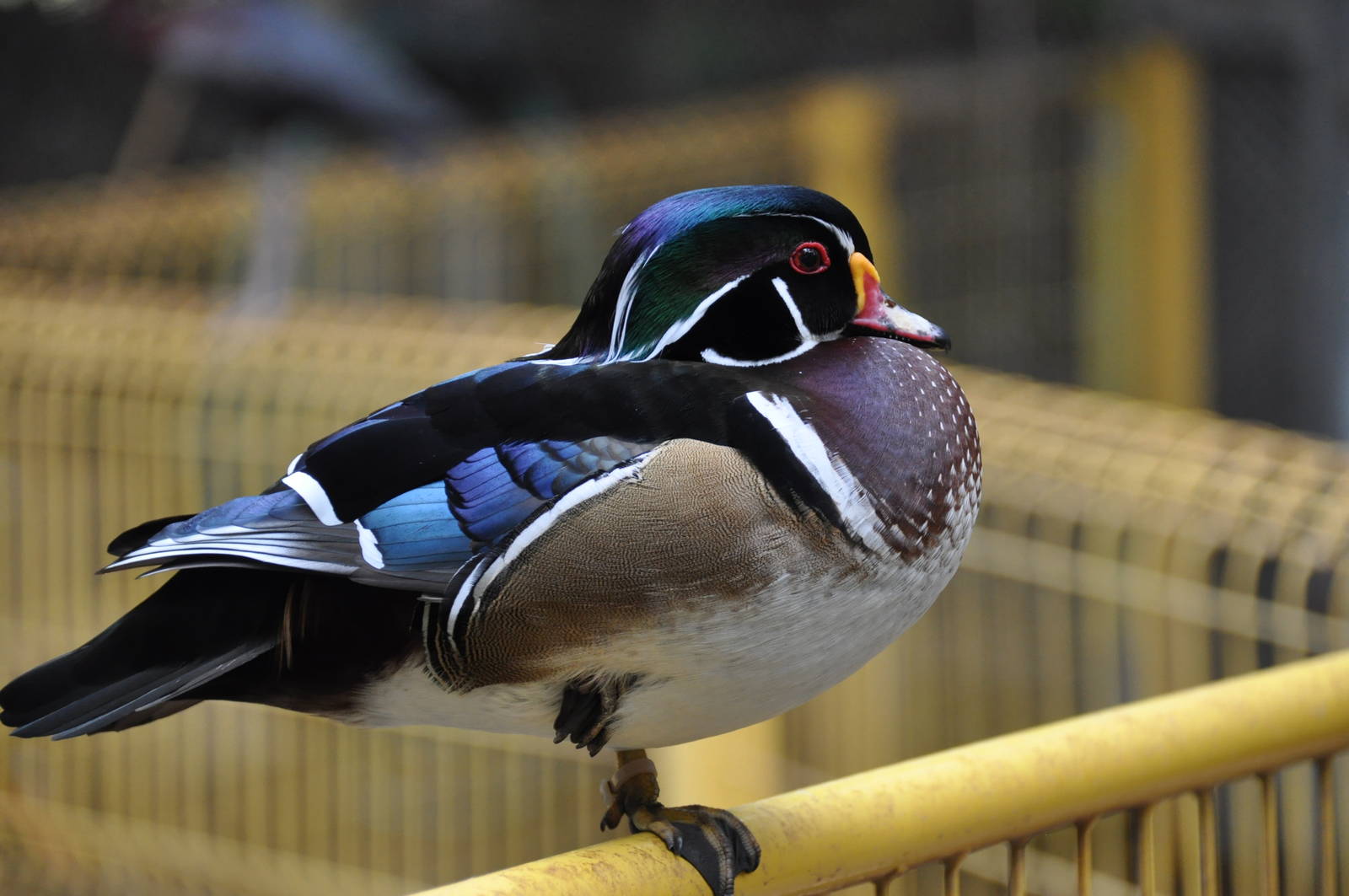 North American wood duck/ Aix sponsa