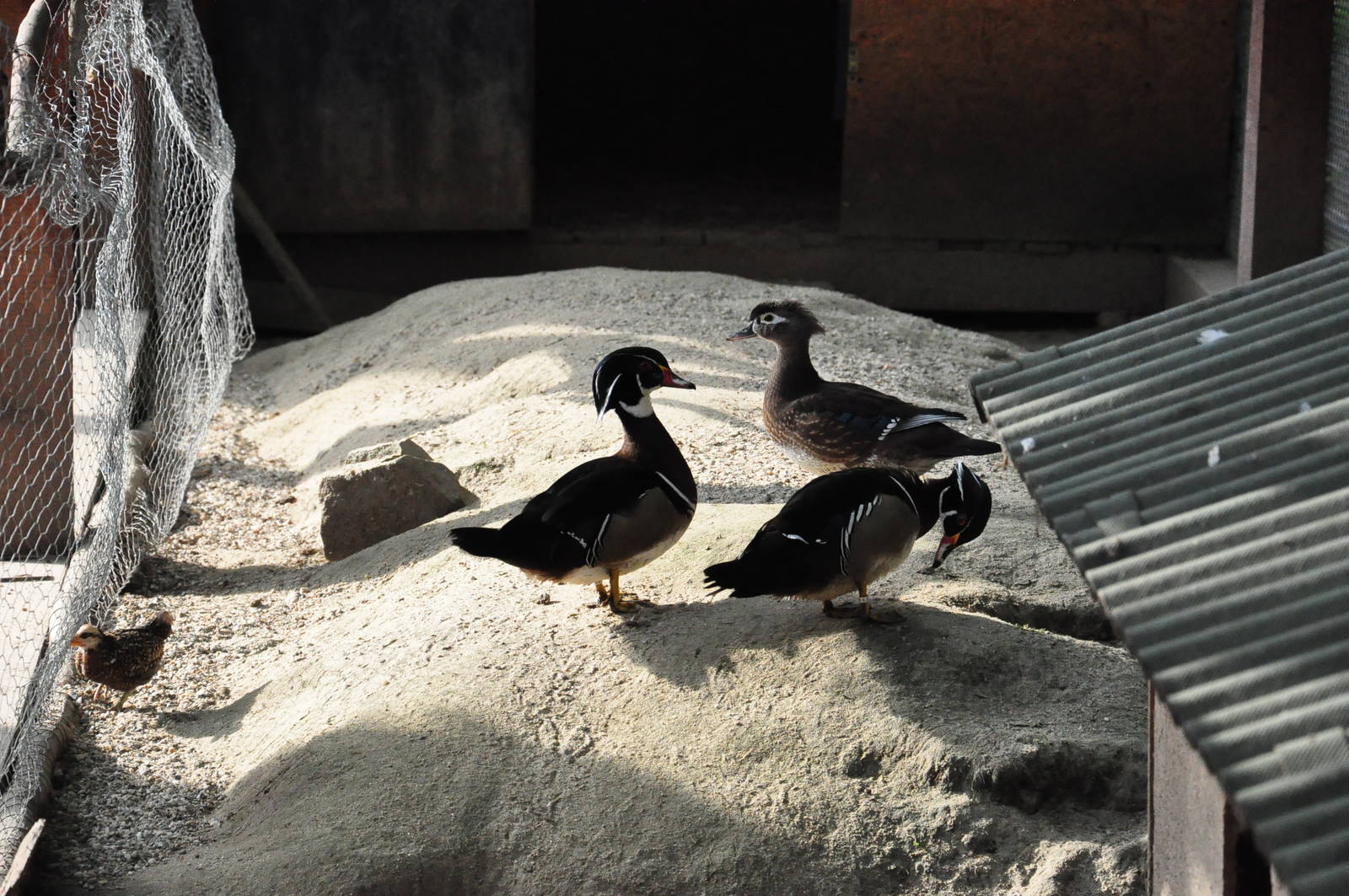 North American wood duck/ Aix sponsa