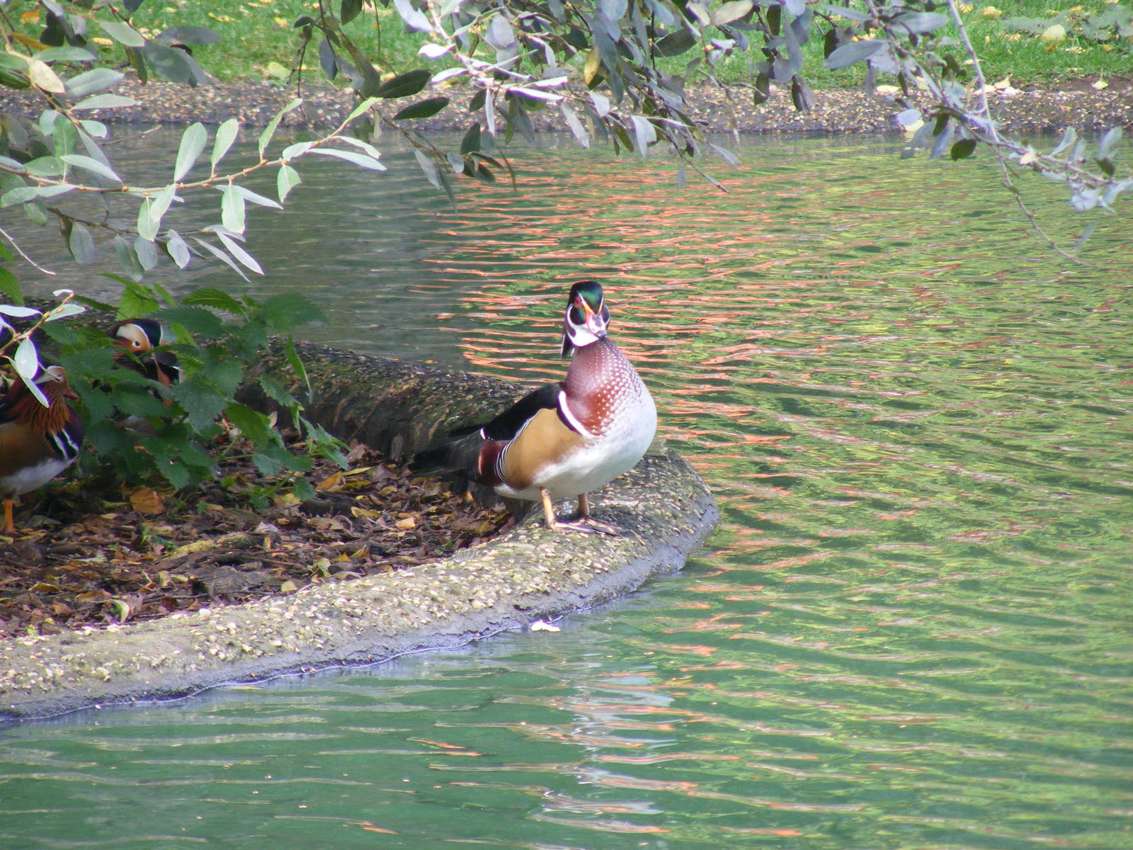 North American wood duck at Marwell Wildlife, 9 October 2010