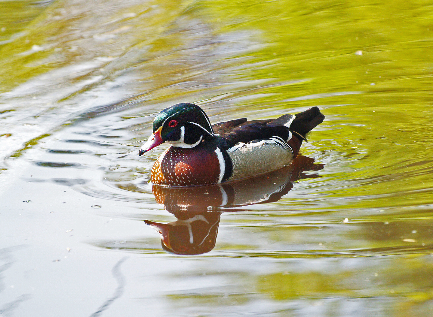 North American wood duck drake (Aix sponsa), 2009-04-19