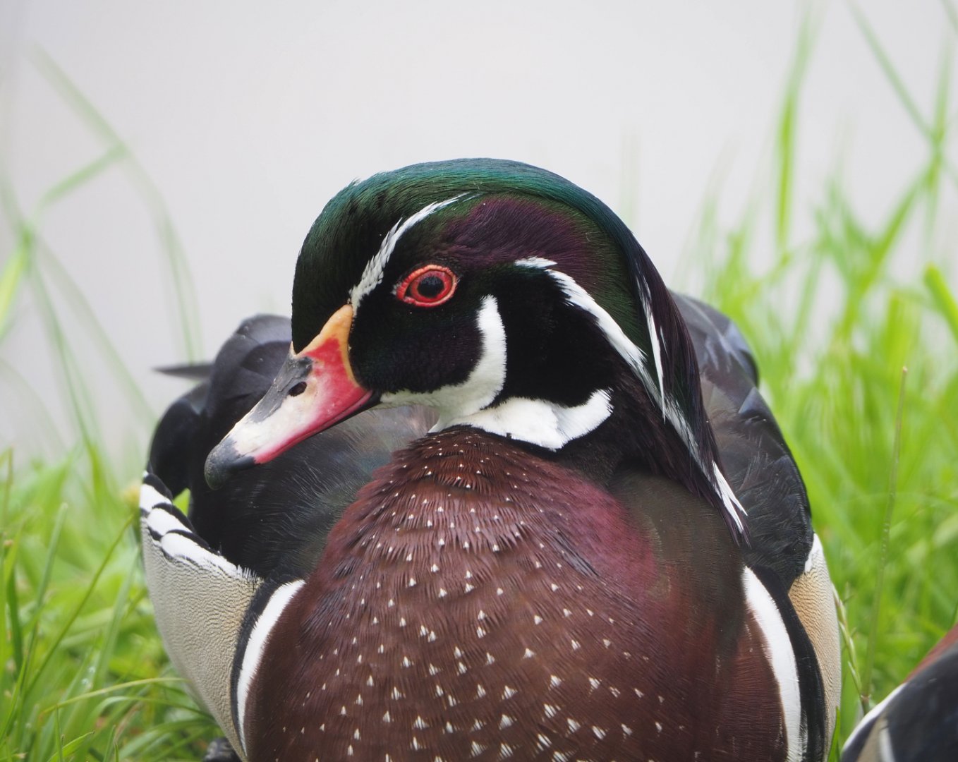 North American wood duck drake (Aix sponsa), 2022-05-17
